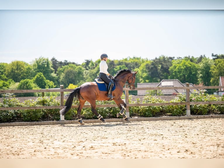 KWPN Mare 14 years 16 hh Brown in Oldenzaal