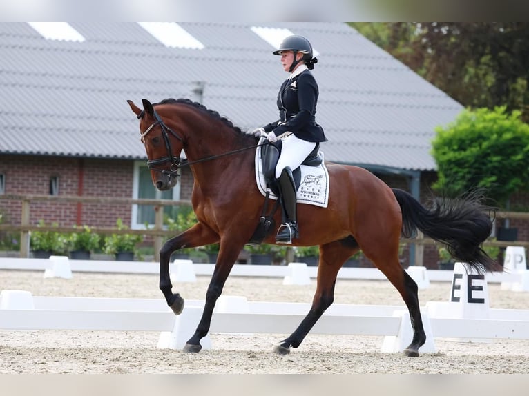 KWPN Mare 14 years 16 hh Brown in Oldenzaal