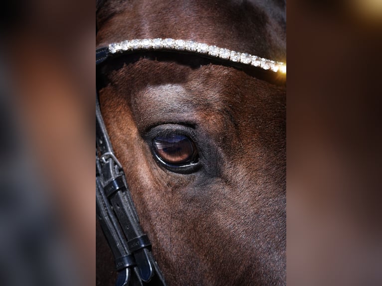 KWPN Mare 14 years 16 hh Brown in Nettersheim