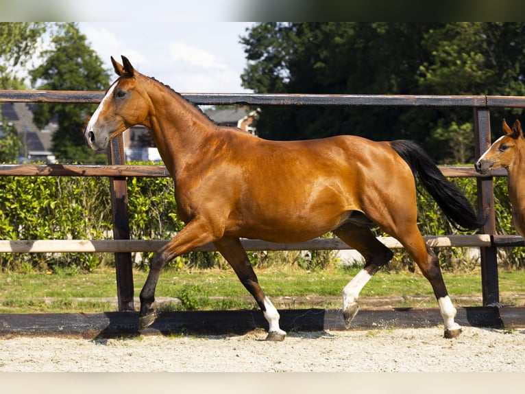 KWPN Mare 14 years 16 hh Brown-Light in Waddinxveen