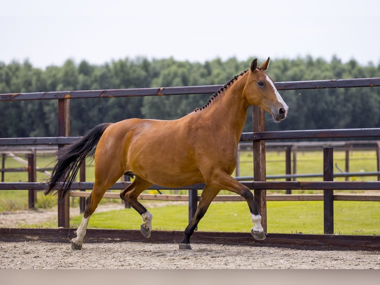 KWPN Mare 14 years 16 hh Brown-Light in Waddinxveen
