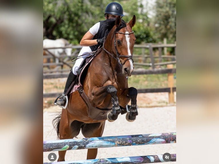KWPN Mare 14 years 16 hh Brown in Bottrop -Kirchhellen