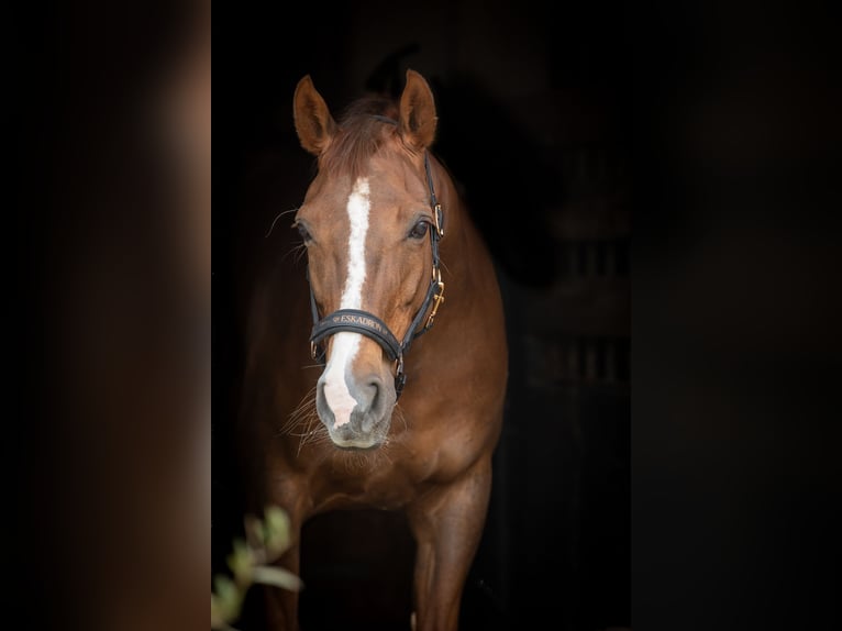 KWPN Mare 14 years 16 hh Chestnut in Doesburg