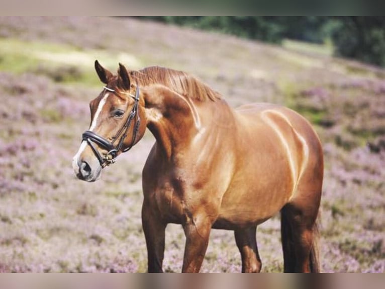 KWPN Mare 14 years 16 hh Chestnut in Doesburg