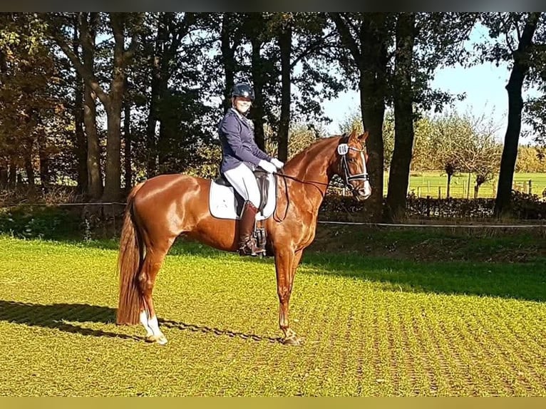 KWPN Mare 14 years 16 hh Chestnut in Doesburg