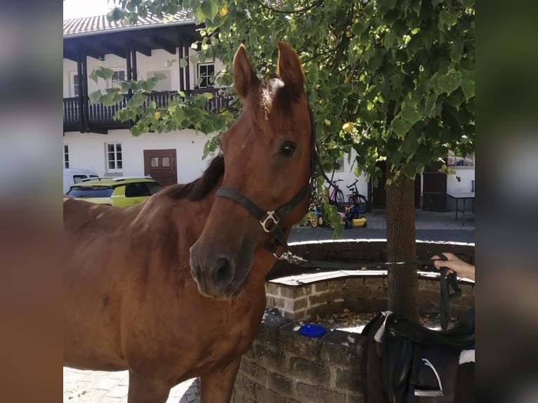 KWPN Mare 14 years 16 hh Chestnut-Red in Büttstedt