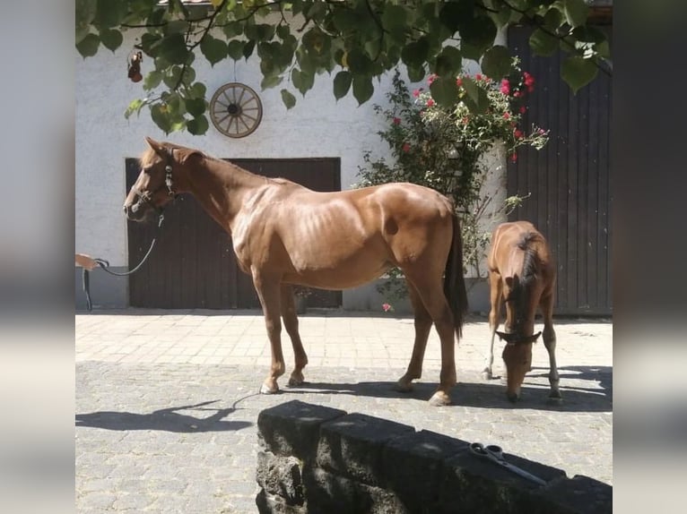 KWPN Mare 14 years 16 hh Chestnut-Red in Büttstedt