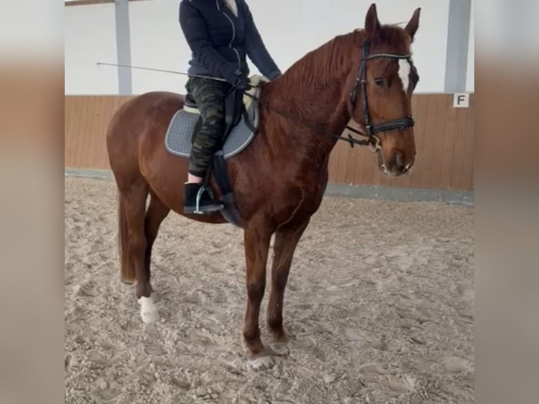 KWPN Mare 14 years 16 hh Chestnut-Red in Creußen