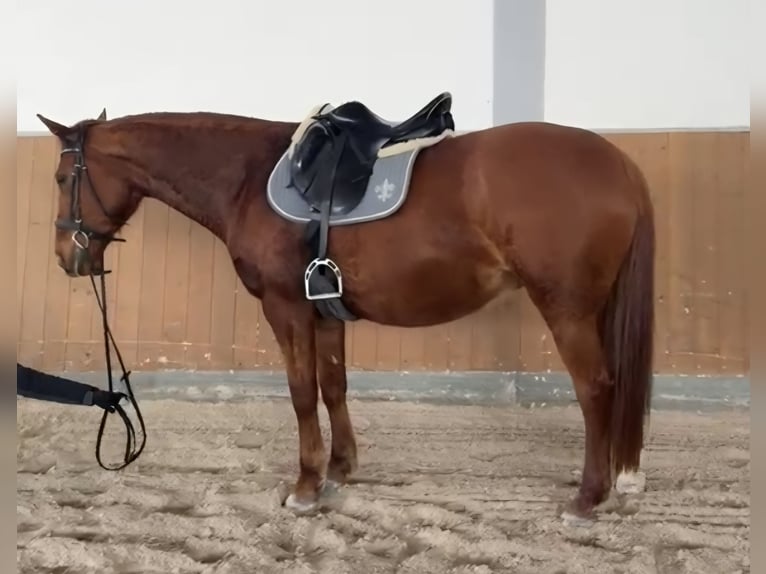 KWPN Mare 14 years 16 hh Chestnut-Red in Creußen