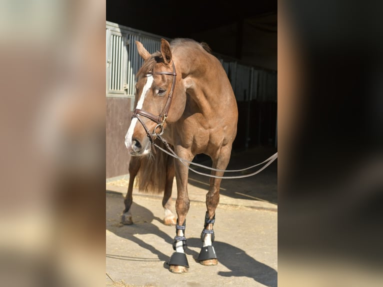 KWPN Mare 14 years 16 hh Chestnut in Geilenkirchen