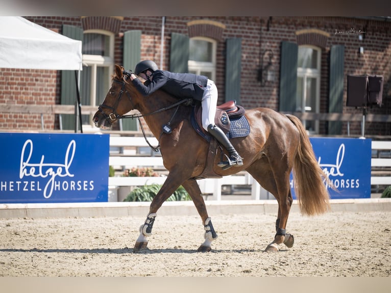 KWPN Mare 14 years 16 hh Chestnut in Geilenkirchen