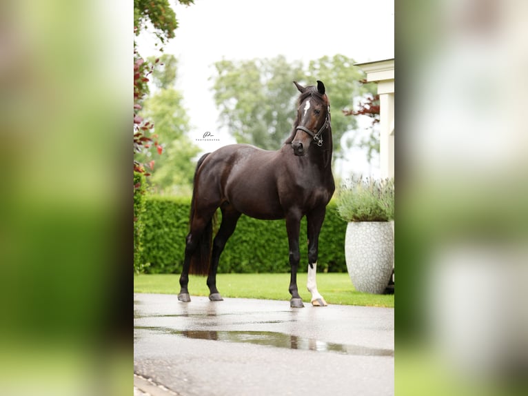 KWPN Mare 14 years 16 hh Smoky-Black in Werkhoven