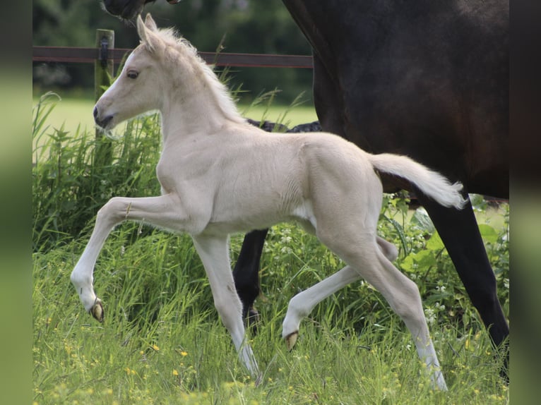 KWPN Mare 14 years 16,1 hh Bay-Dark in Noordwijk