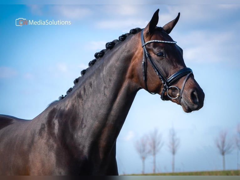 KWPN Mare 14 years 16,1 hh Bay-Dark in Werkendam
