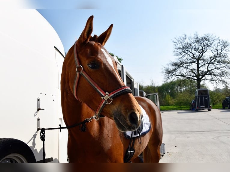 KWPN Mare 14 years 16,1 hh Chestnut-Red in Brecht