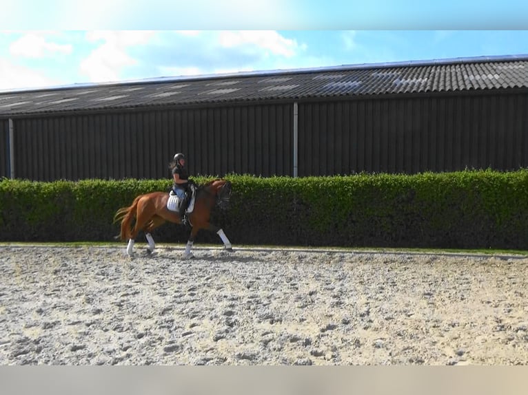 KWPN Mare 14 years 16,1 hh Chestnut-Red in M&#xF6;nchengladbach