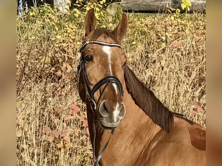 KWPN Mare 14 years 16,1 hh Chestnut-Red in Pelmberg