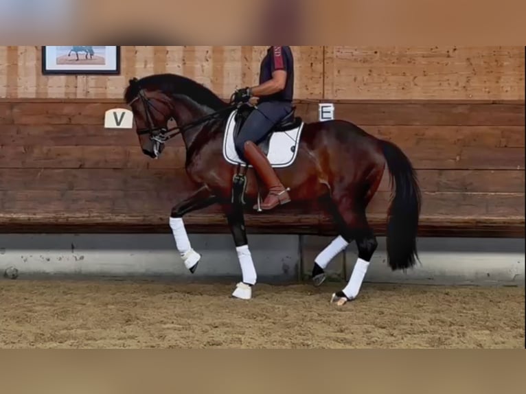 KWPN Mare 14 years 16,2 hh Bay-Dark in Schore