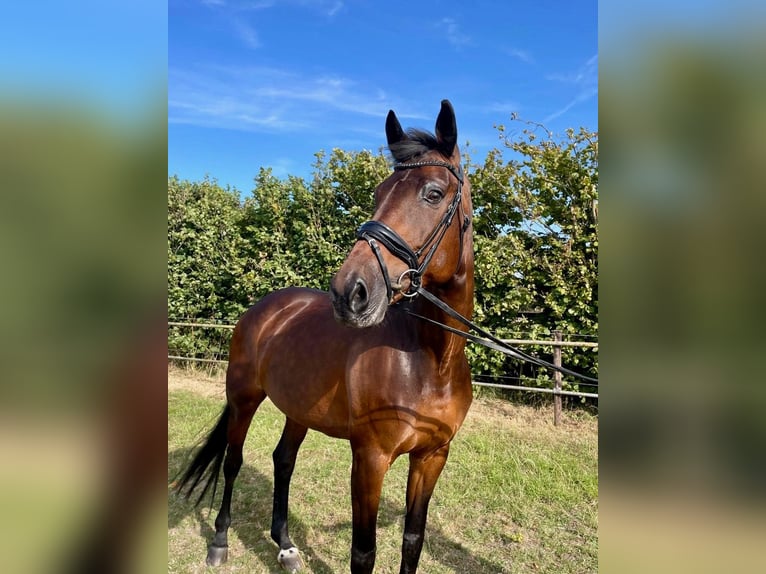 KWPN Mare 14 years 16,2 hh Bay-Dark in Schore