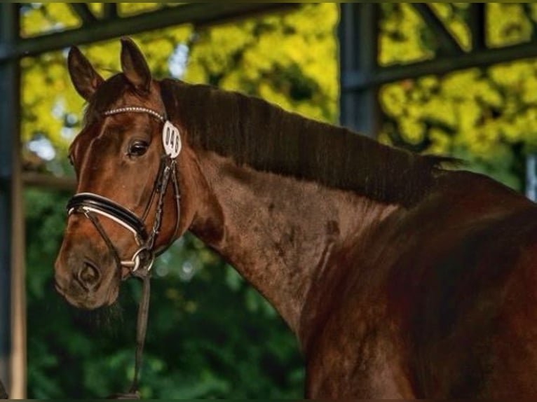 KWPN Mare 14 years 16,2 hh Bay-Dark in Schore