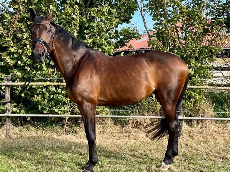 KWPN Mare 14 years 16,2 hh Bay-Dark in Schore