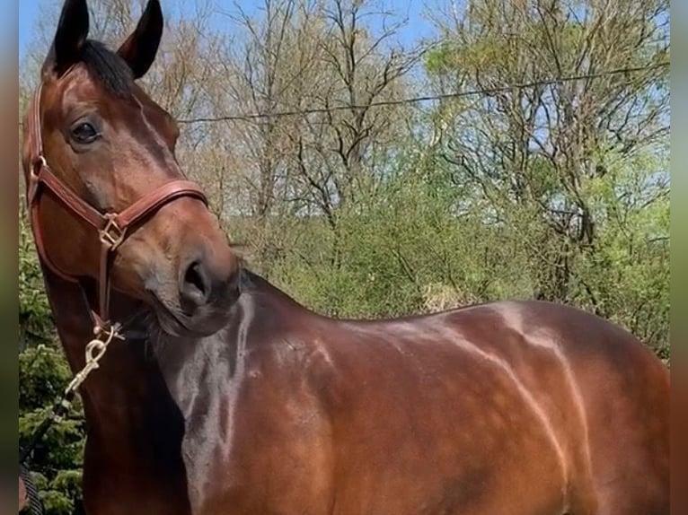 KWPN Mare 14 years 16,2 hh Bay-Dark in Schore