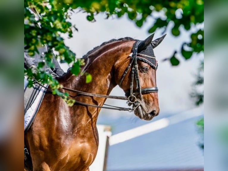 KWPN Mare 14 years 16,2 hh Bay-Dark in Schore