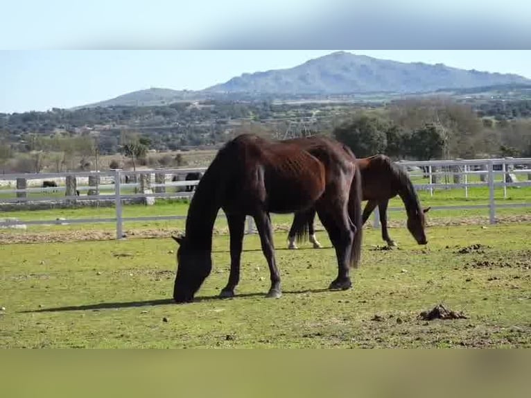 KWPN Mare 14 years 16,2 hh Bay-Dark in colmenar viejo