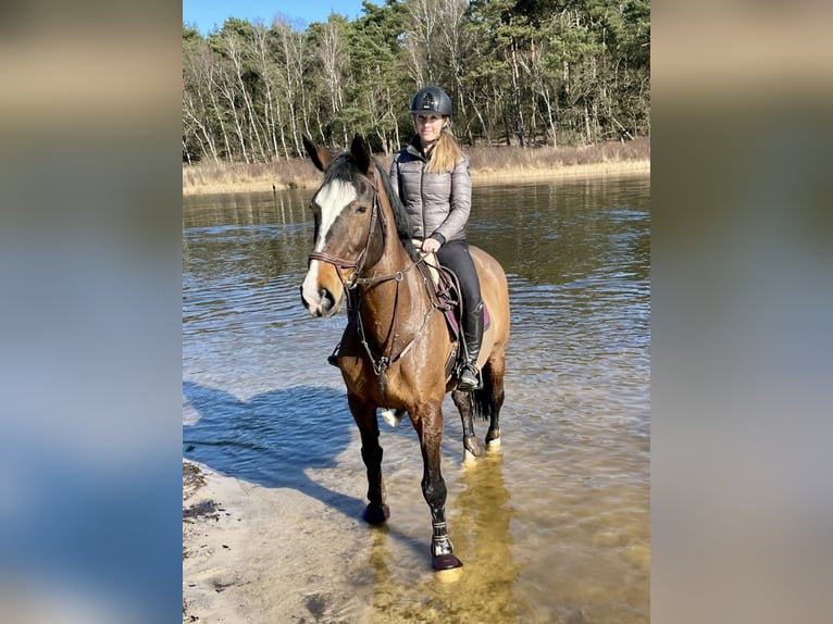 KWPN Mare 14 years 16,2 hh Bay-Dark in Erkelenz