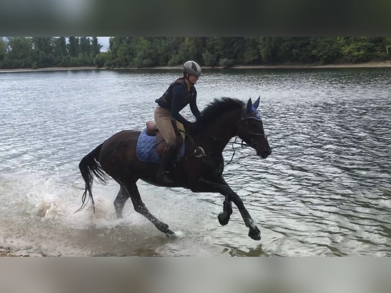 KWPN Mare 14 years 17 hh Bay-Dark in Schifferstadt