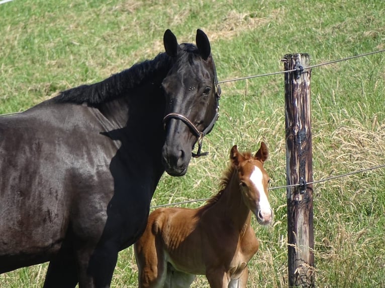 KWPN Mare 14 years 17 hh Black in Zevenhoven