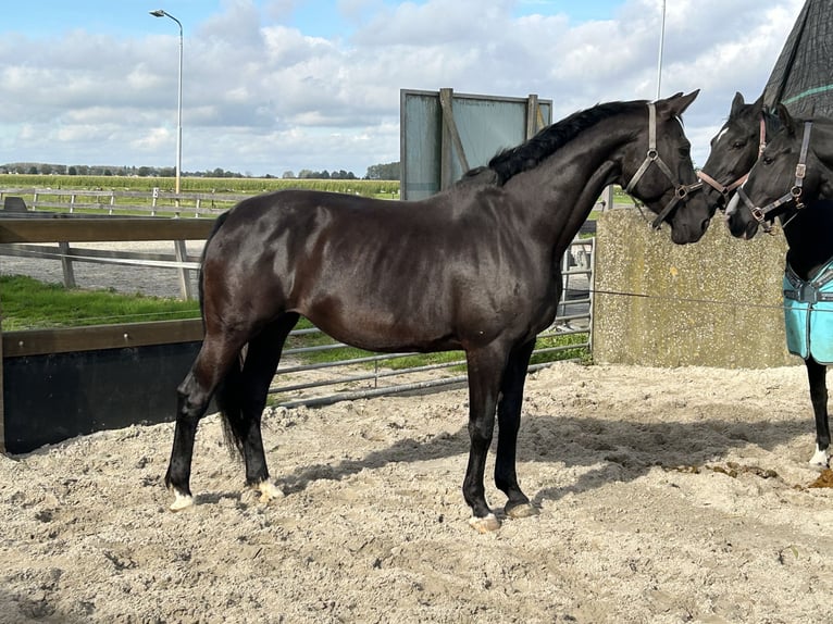 KWPN Mare 14 years 17 hh Black in Zevenhoven