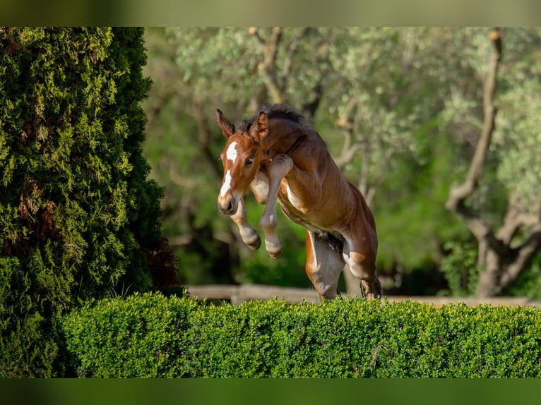 KWPN Mare 14 years 17 hh Brown in Cardedeu