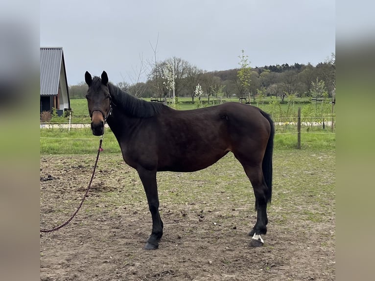 KWPN Mare 14 years 17 hh Brown in Markelo