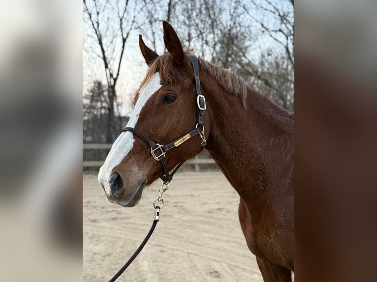 KWPN Mare 14 years 17 hh Chestnut-Red in Arnstadt
