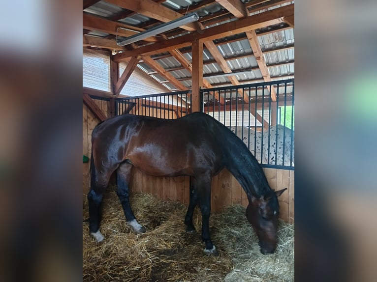 KWPN Mare 14 years 18,2 hh Brown in Sommerein