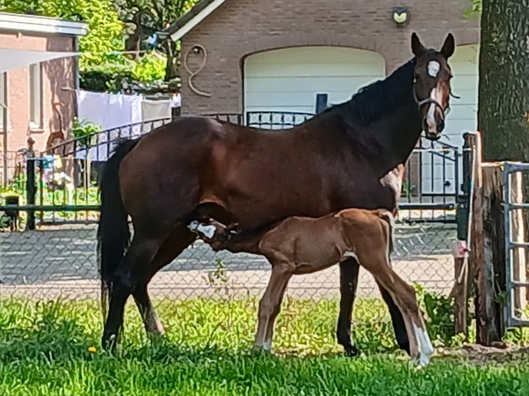 KWPN Mare 14 years Brown in Oploo