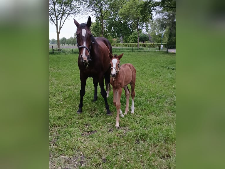 KWPN Mare 14 years Brown in Oploo