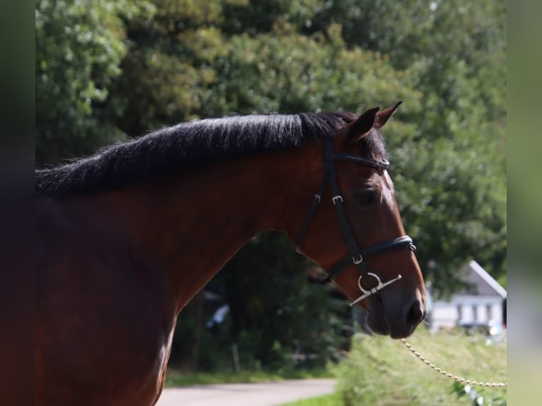 KWPN Mare 15 years 14,1 hh Brown in Holten