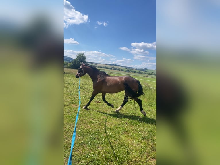 KWPN Mare 15 years 15.3 hh Bay-Dark in Korbach