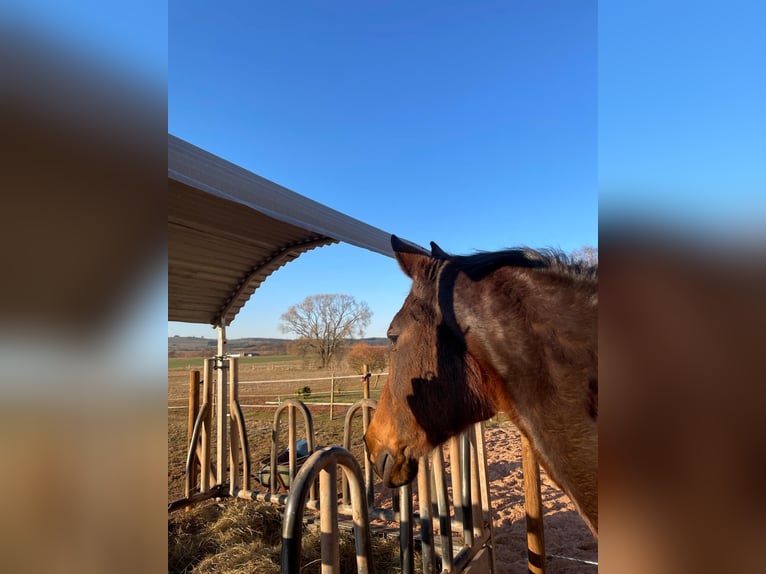 KWPN Mare 15 years 15.3 hh Bay-Dark in Korbach