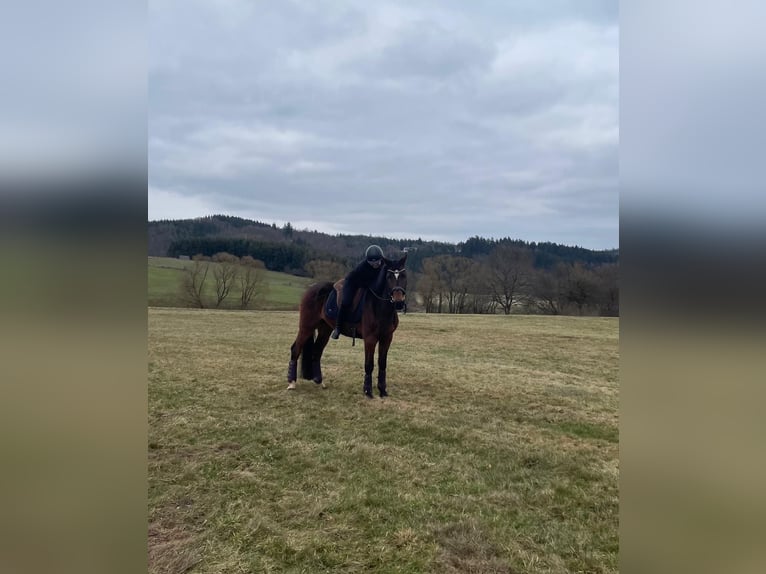 KWPN Mare 15 years 15.3 hh Bay-Dark in Korbach