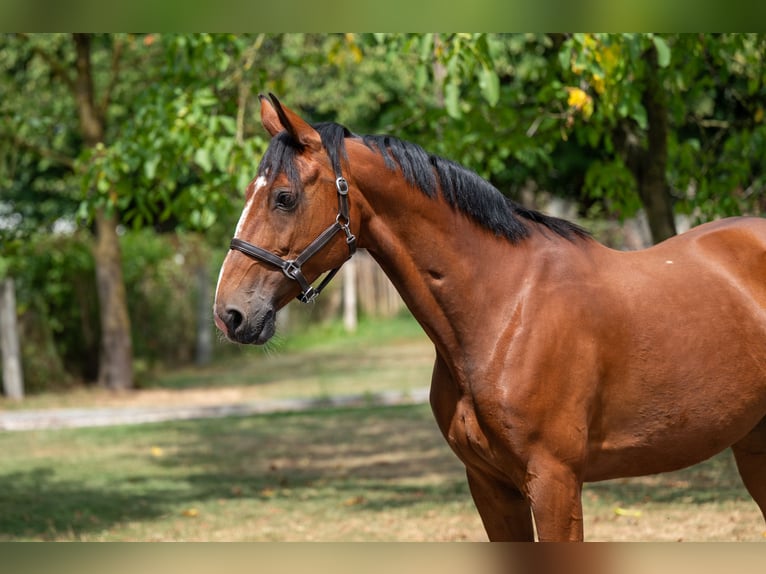 KWPN Mare 15 years 15 hh in GROTE-BROGEL