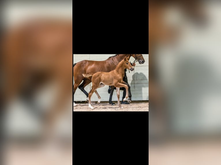 KWPN Mare 15 years 15,2 hh Bay in Mellerud KWPN Mare 15 years 15,2 hh Bay in Mellerud