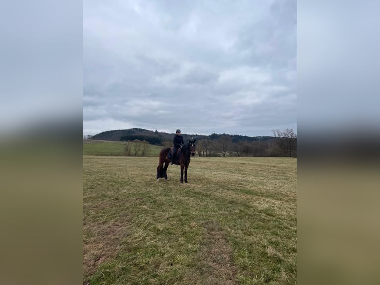 KWPN Mare 15 years 15,3 hh Bay-Dark in Korbach