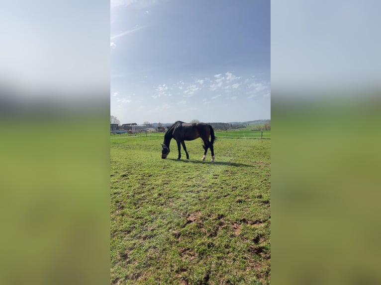 KWPN Mare 15 years 15,3 hh Bay-Dark in Korbach