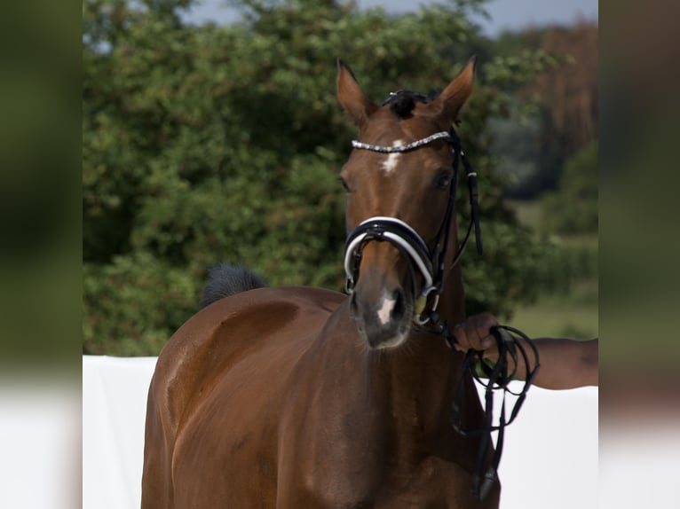 KWPN Mare 15 years 16,1 hh Brown in Belgern