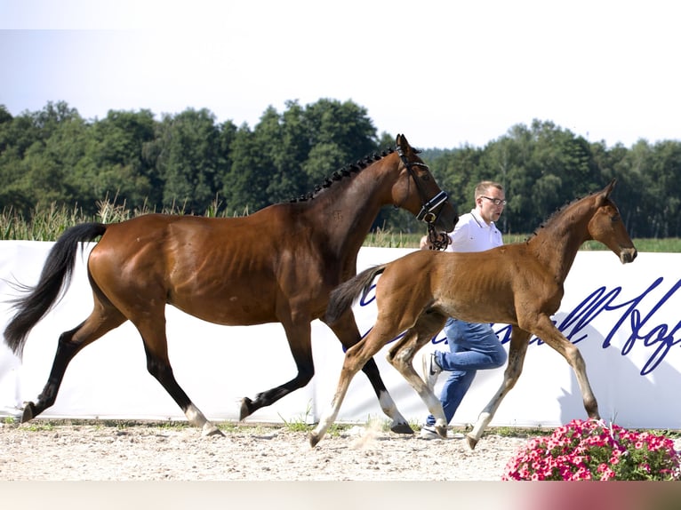 KWPN Mare 15 years 16,1 hh Brown in Belgern