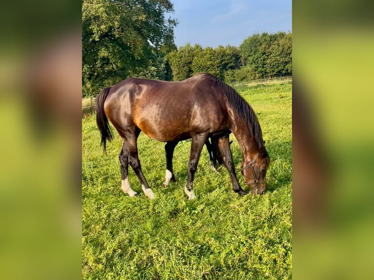 KWPN Mare 15 years 16,1 hh Brown in Horst