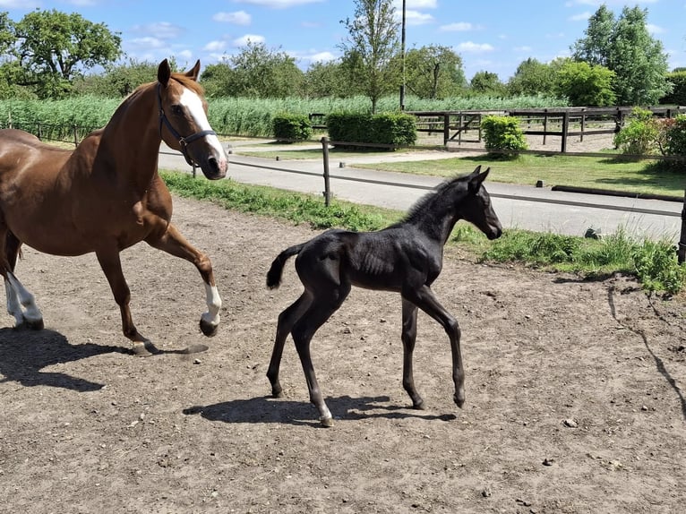 KWPN Mare 15 years 16.1 hh Chestnut-Red in Schoonrewoerd